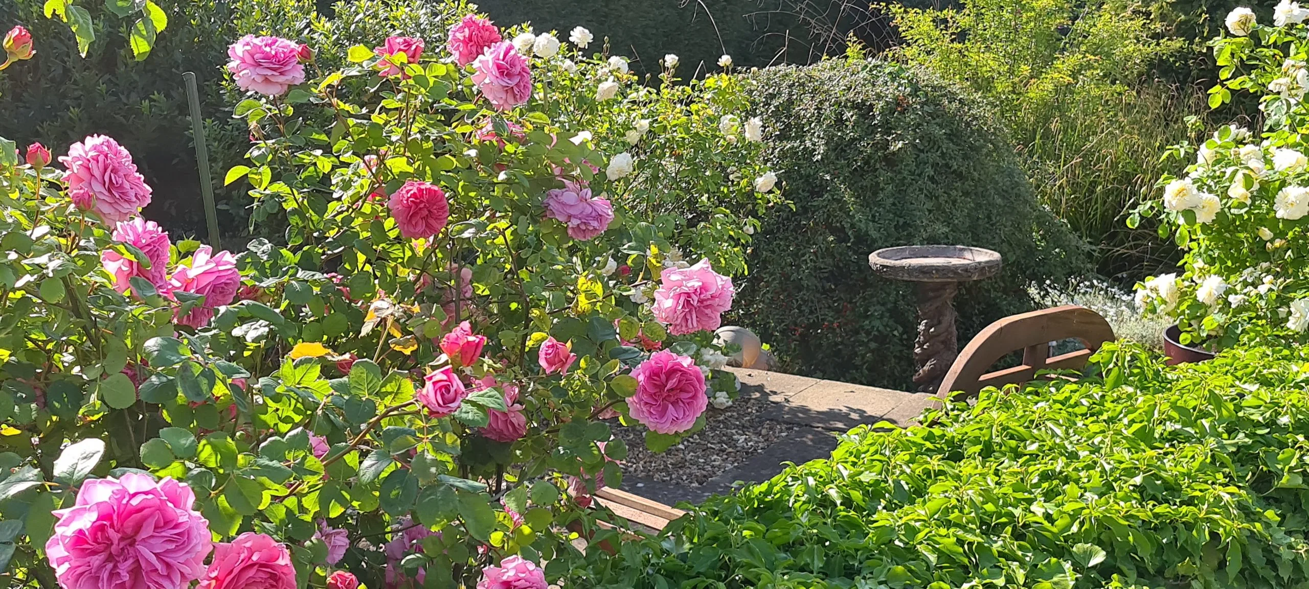 A garden border of pink roses in full bloom, with a birdbath among them.