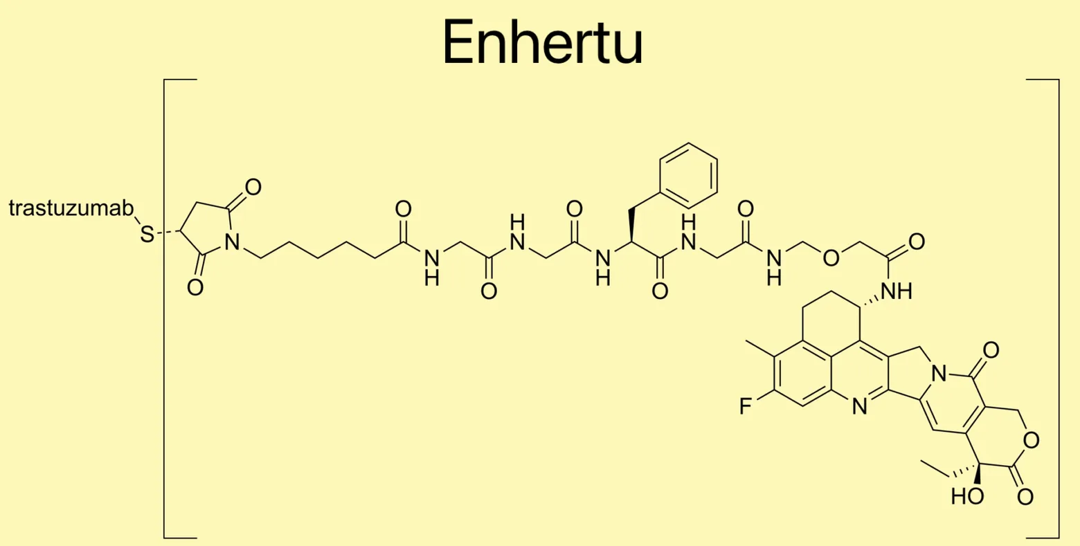 Enhertu